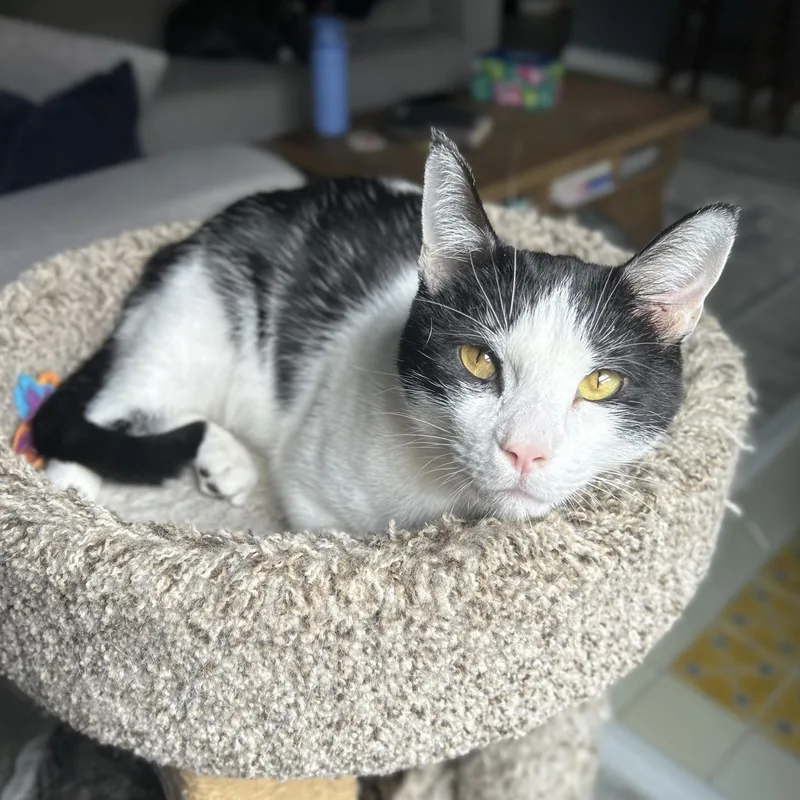 A young medium-sized male Domestic Short Hair cat named Pritchard for adoption in Columbus, OH