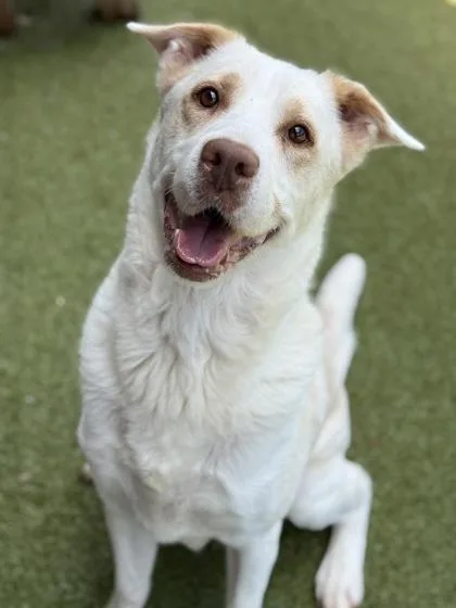 An adult medium-sized male Labrador Retriever dog named Chachki for adoption in Atlanta, GA