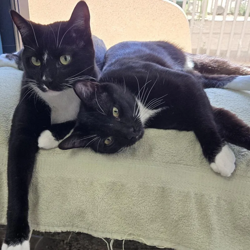 A young large-sized male Black Domestic Short Hair cat named Bobbybowie for adoption in Palm Springs, CA