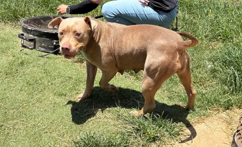 A young large-sized female Terrier dog named Star for adoption in Bossier City, LA