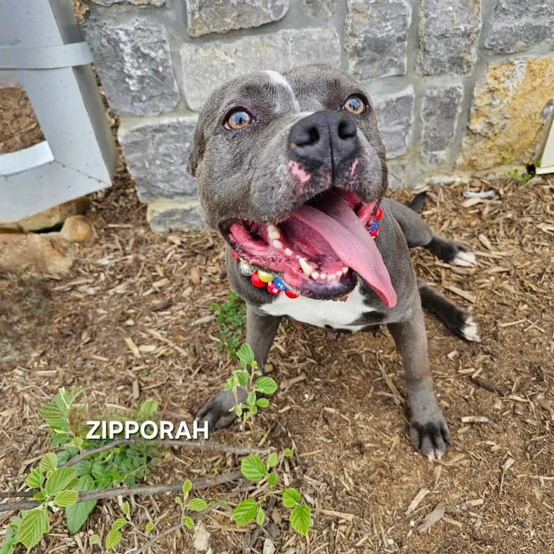 A young medium-sized female Gray / Blue / Silver Pit Bull Terrier dog named Zipporaph for adoption in Madisonville, TN