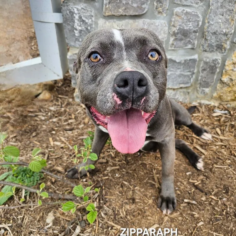 Zipporaph thumbnail 2