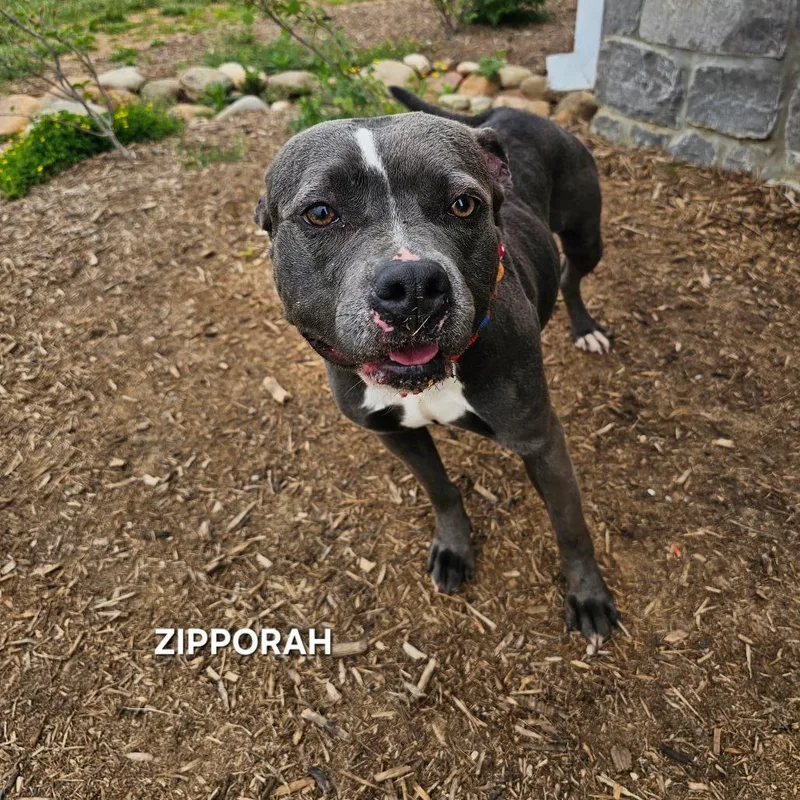 Zipporaph thumbnail 3