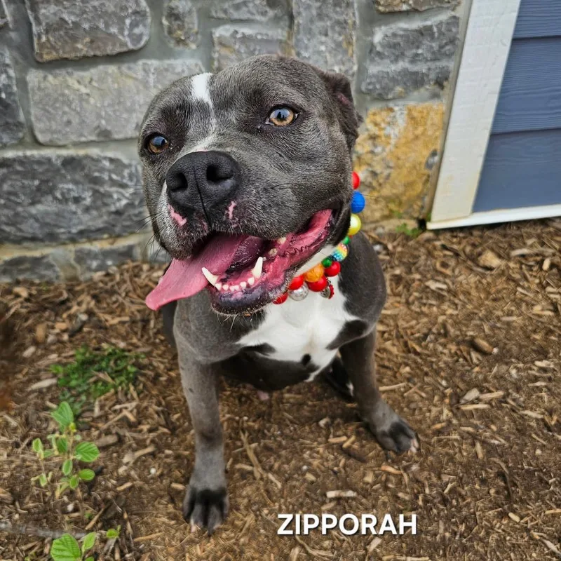 Zipporaph thumbnail 4