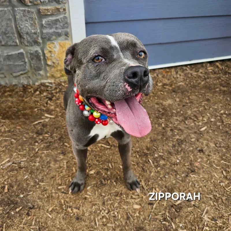 Zipporaph thumbnail 5