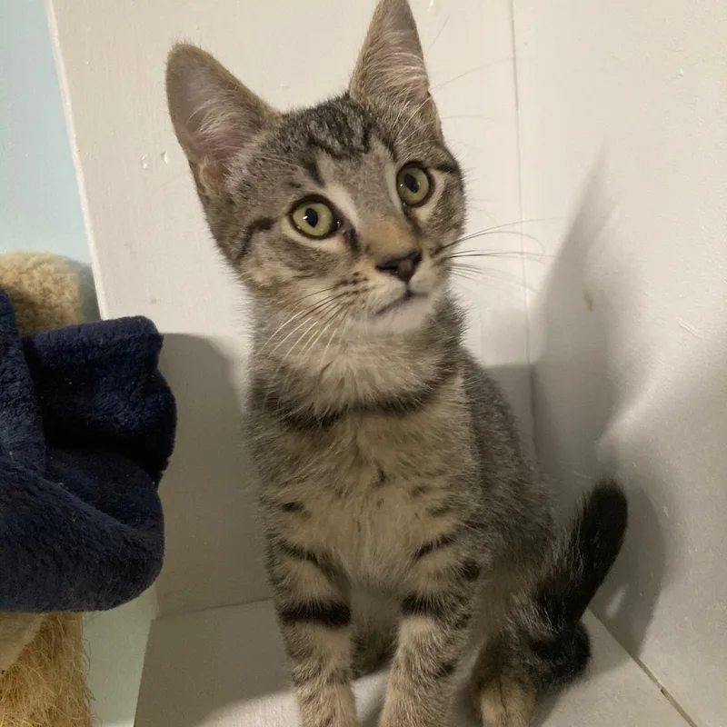 A baby medium-sized male Tabby (Buff / Tan / Fawn) Domestic Short Hair cat named Pecan for adoption in Watkinsville, GA
