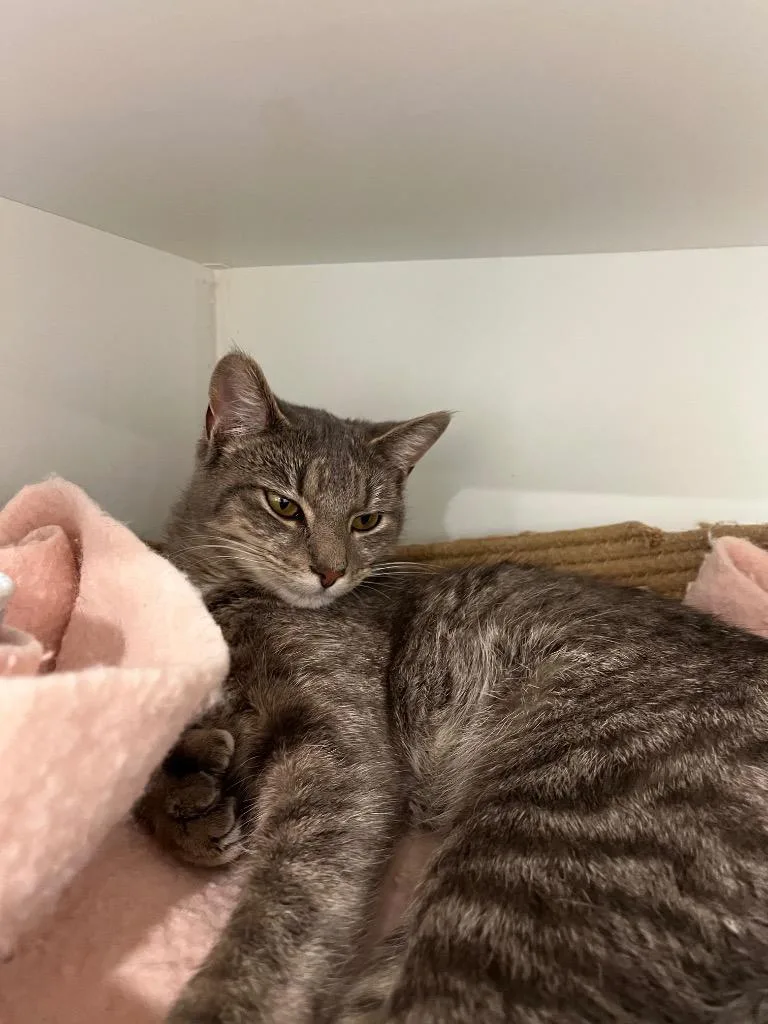 A baby small-sized female Domestic Short Hair cat named Dafny for adoption in Lunenburg, VT