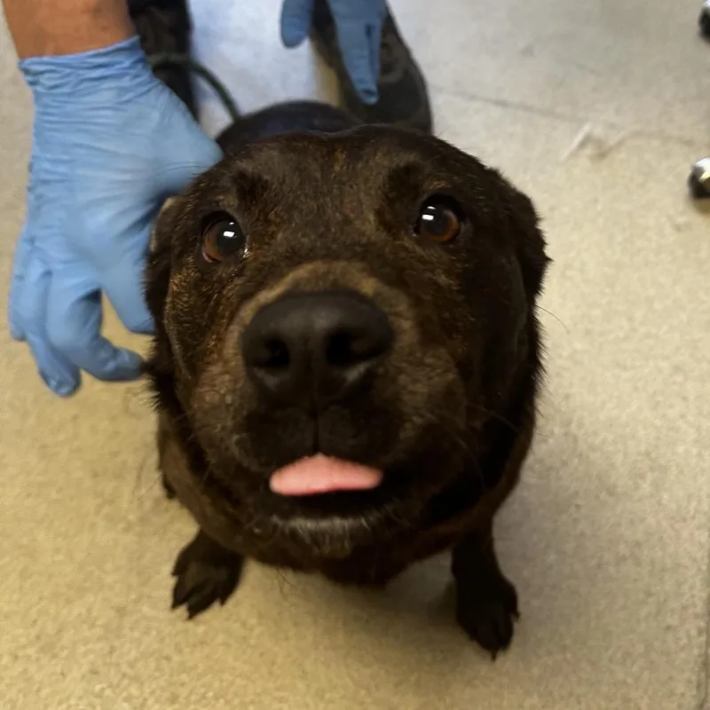 An adult medium-sized female Brindle Mixed Breed dog named Sadie for adoption in Fredericksburg, VA