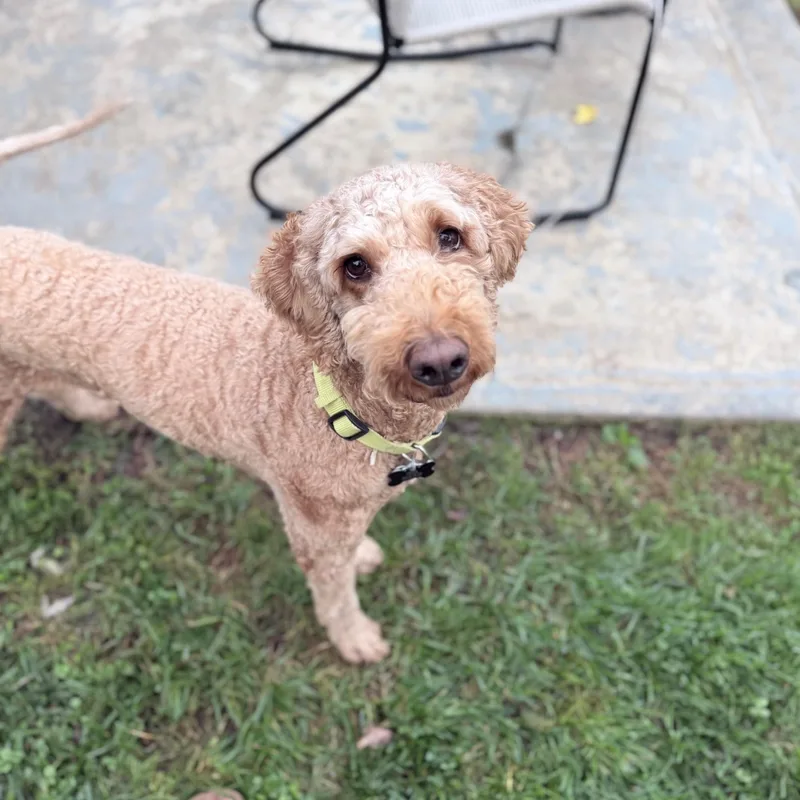 A young medium-sized female Apricot / Beige Goldendoodle dog named Onaohio for adoption in Houston, TX