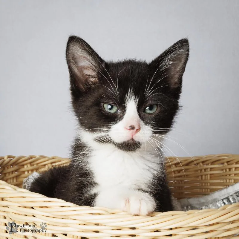 A young medium-sized female Black & White / Tuxedo Domestic Short Hair cat named Elsa for adoption in Maryville, TN
