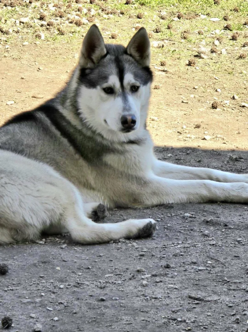 An adult medium-sized male Siberian Husky dog named Duke for adoption in Millersville, MD