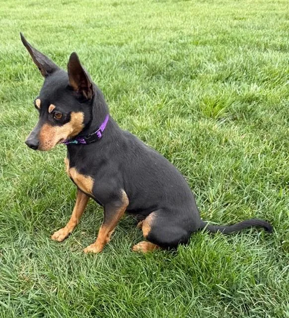 An adult small-sized female Miniature Pinscher dog named Chelsea for adoption in Saint Louis, MO