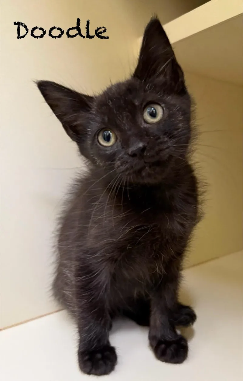 A baby medium-sized male Black Domestic Short Hair cat named Doodle for adoption in Pawleys Island, SC