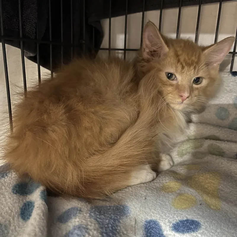 A baby small-sized male Orange / Red Domestic Medium Hair cat named Copper for adoption in Waldorf, MD