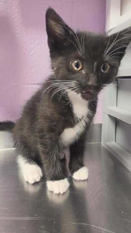 A baby small-sized male Black Domestic Short Hair cat named Spider for adoption in El Paso, TX