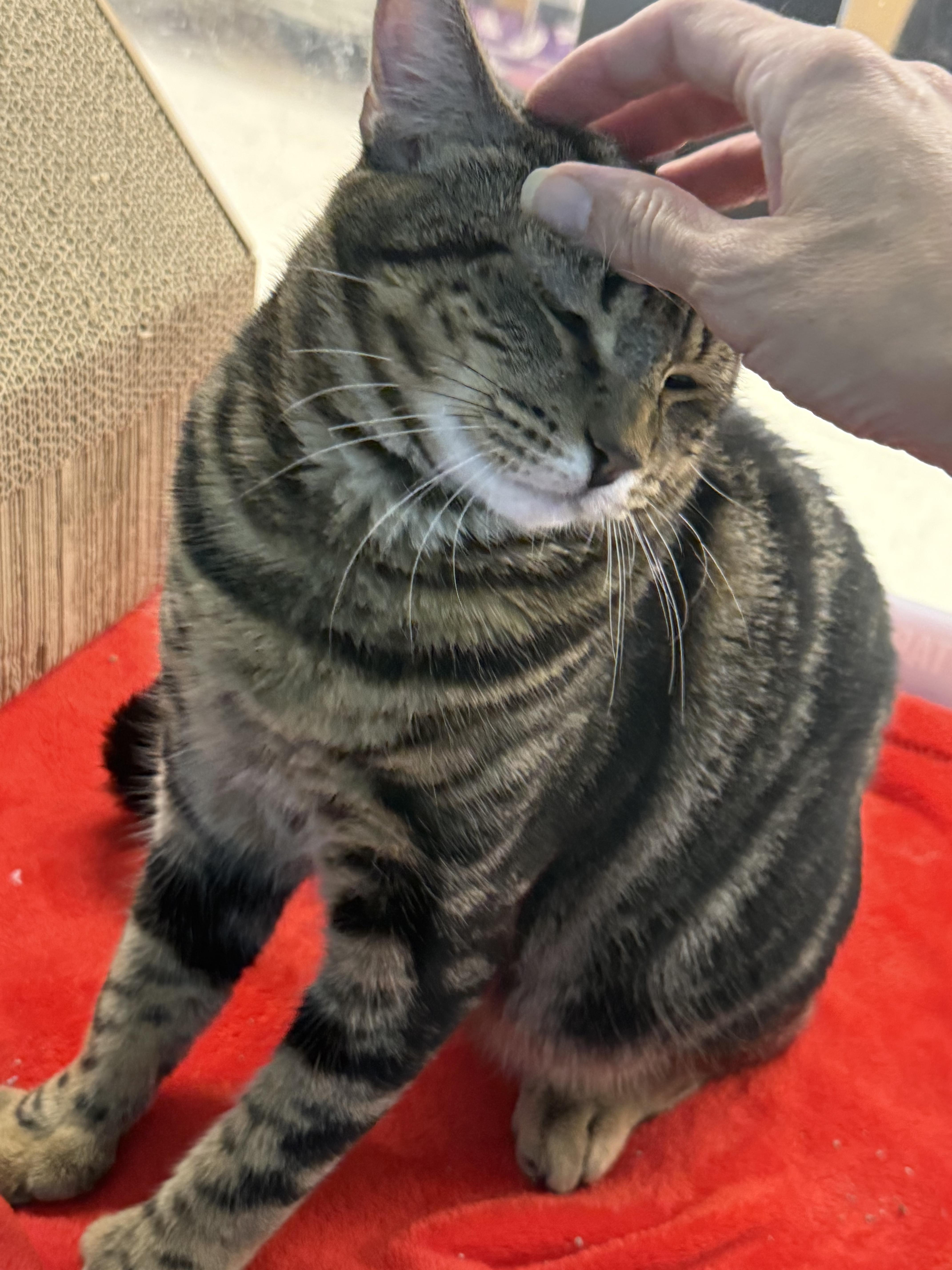 A baby large-sized male Domestic Short Hair cat named Milo & Otis for adoption in Worcester, MA