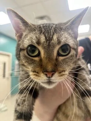 An adult medium-sized male Domestic Short Hair cat named Papa Murphy for adoption in Fishers, IN