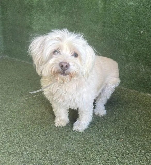 A senior small-sized female Maltese dog named Fluffy for adoption in Lancaster, CA