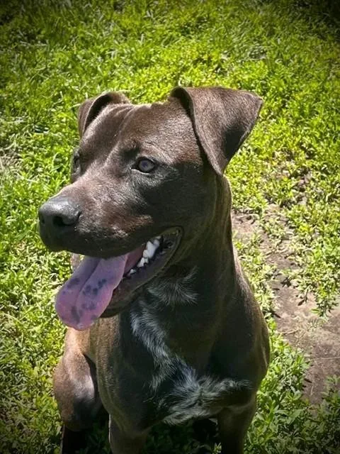 A young large-sized male Staffordshire Bull Terrier dog named Ralo for adoption in Lees Summit, MO