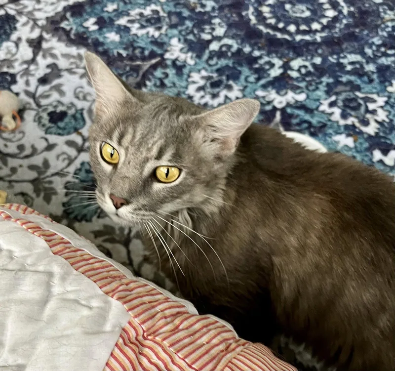 A young medium-sized male Domestic Medium Hair cat named Oscar for adoption in Rural Hall, NC