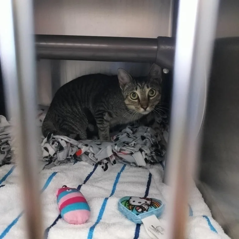 A young medium-sized male Brown / Chocolate Domestic Short Hair cat named Bugatti for adoption in Naples, FL