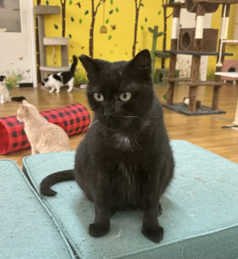 An adult medium-sized female Black Domestic Short Hair cat named Sabrina for adoption in Whittier, CA