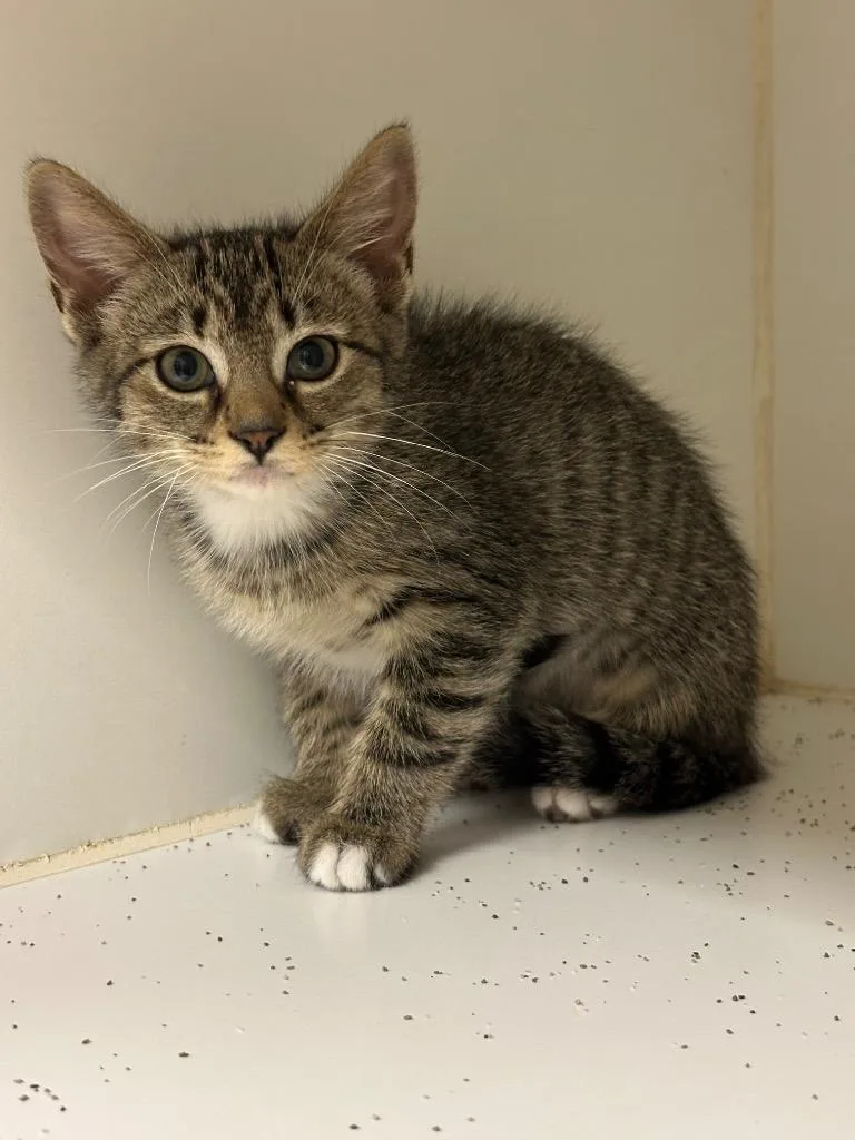 A baby small-sized female Domestic Short Hair cat named Morgan for adoption in Johnson City, TN
