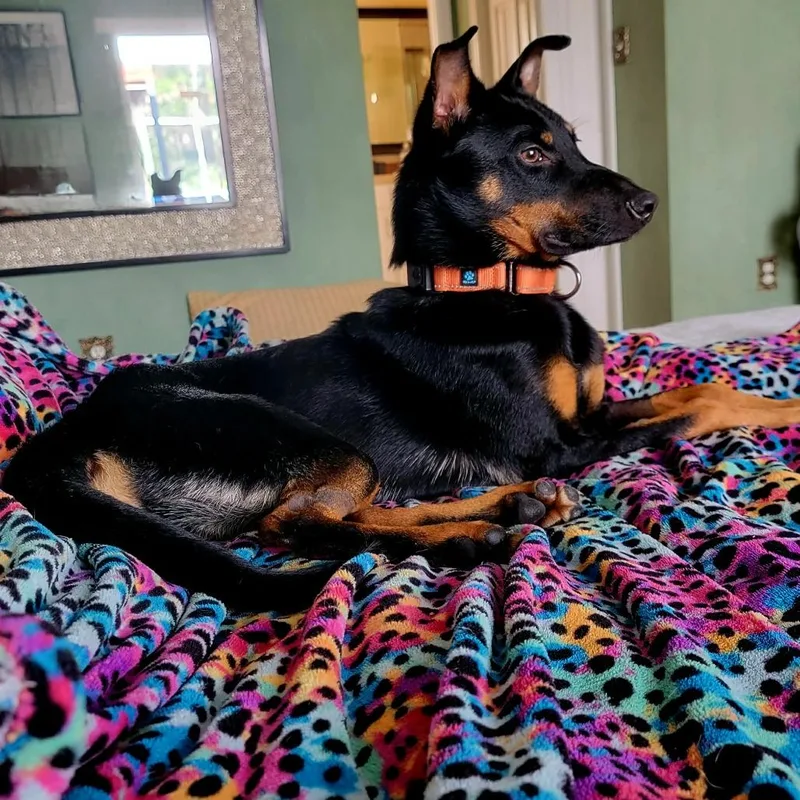 An adult medium-sized male Black Mixed Breed dog named Tito for adoption in Naples, FL
