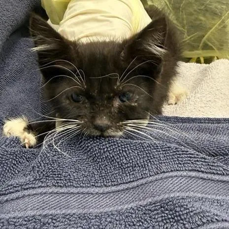 A baby small-sized male Black Domestic Short Hair cat named San Francisco for adoption in Jacksonville, FL