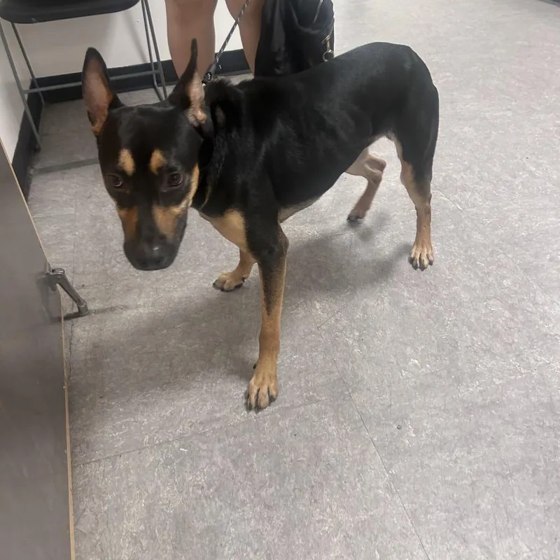 A young medium-sized male Black Mixed Breed dog named Metro for adoption in Philadelphia, PA