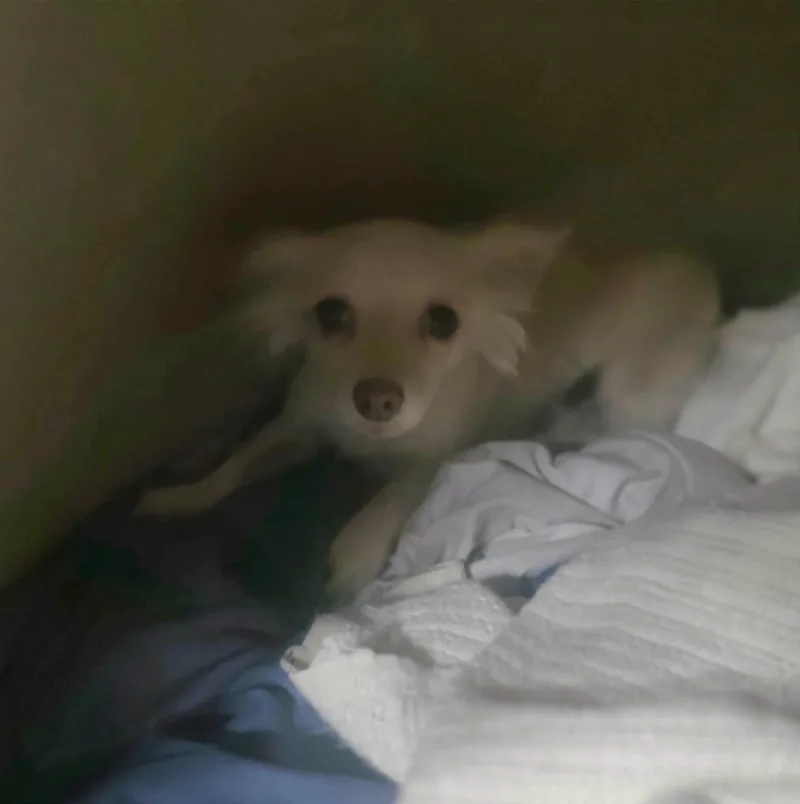 A young small-sized female Maltese dog named Fluffy for adoption in Windsor, CO