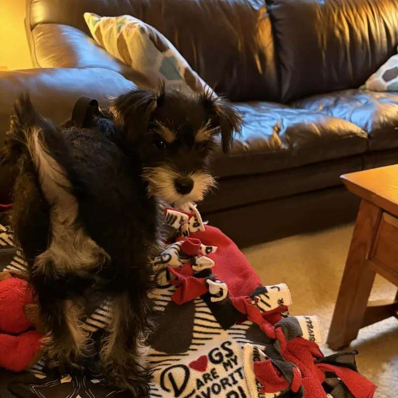 A baby small-sized male Black Schnauzer dog named Rex D for adoption in Princeton, MN