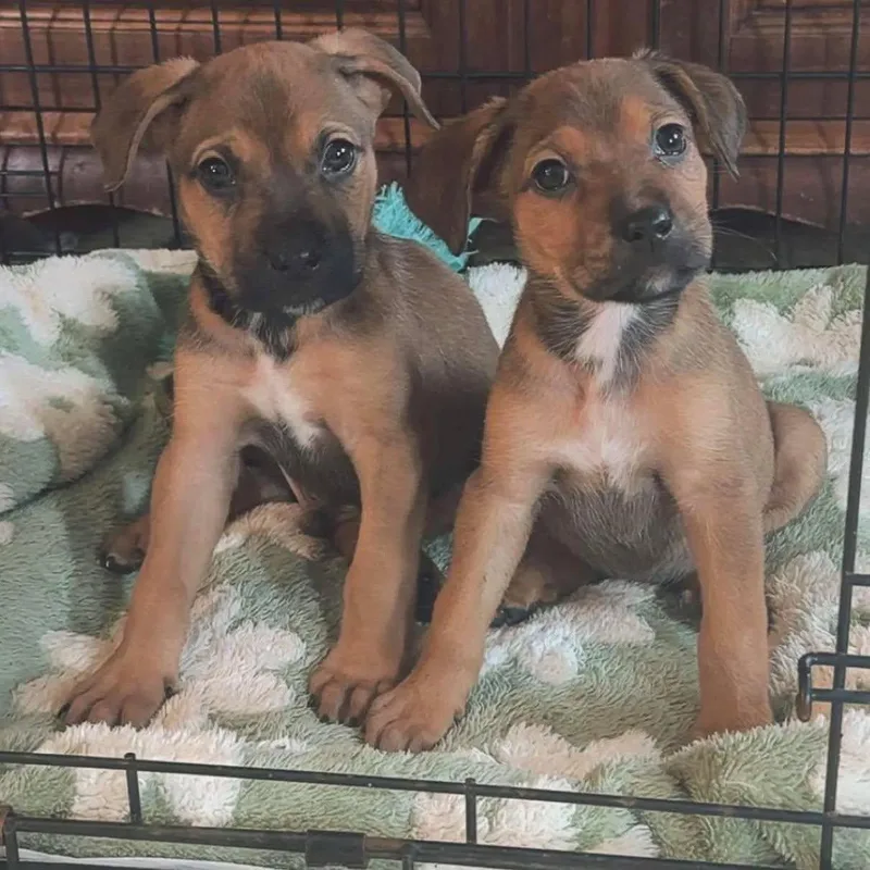 A baby medium-sized male Mixed Breed dog named Carl for adoption in Berlin, NJ