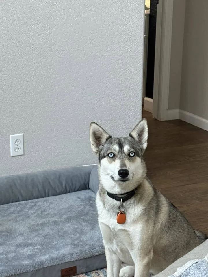 An adult medium-sized female Gray / Blue / Silver Siberian Husky dog named Loba for adoption in Littleton, CO