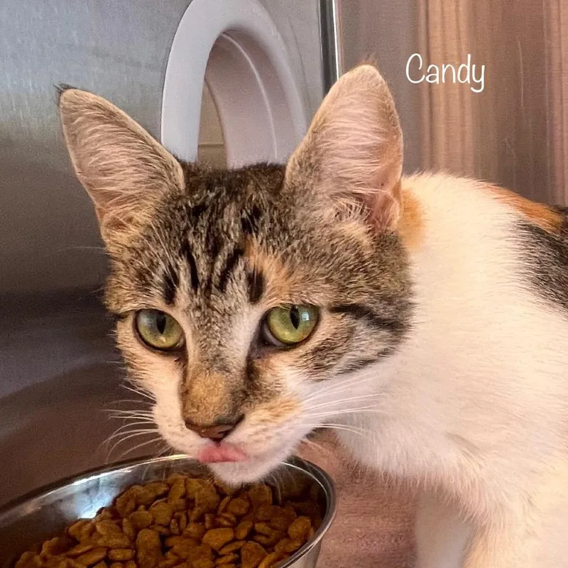 A young small-sized female Domestic Short Hair cat named Candy for adoption in Knoxville, TN