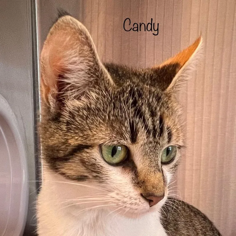 Candy thumbnail 2