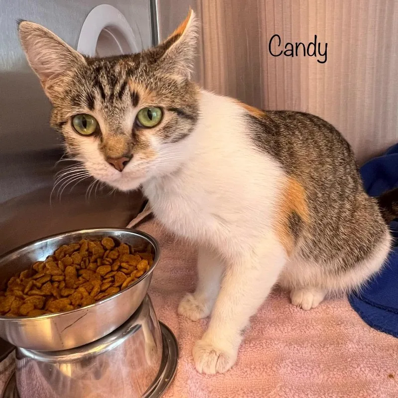 Candy thumbnail 4