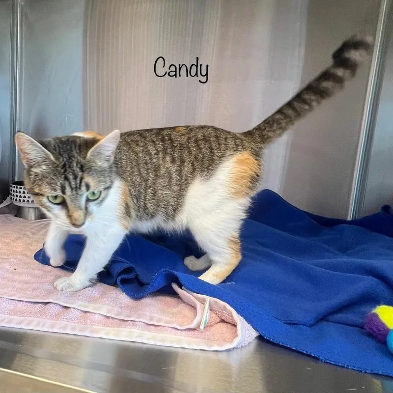 Candy thumbnail 5