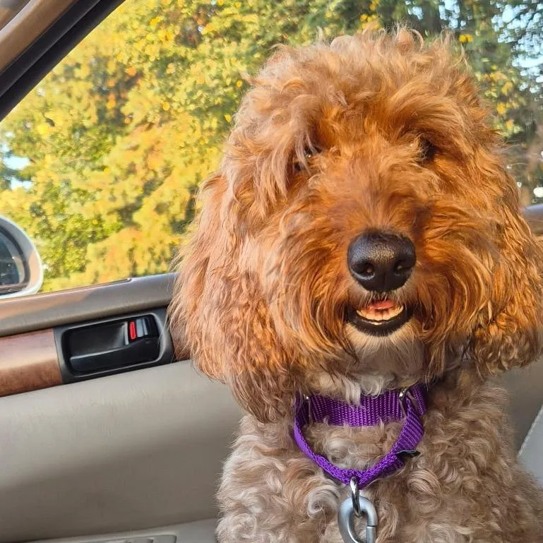 An adult medium-sized female Red / Chestnut / Orange Miniature Poodle dog named Rose for adoption in Kansas City, MO