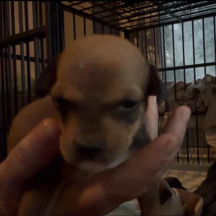 A baby medium-sized female Brown / Chocolate Shih Tzu dog named Winnie for adoption in Pittsburg, KS
