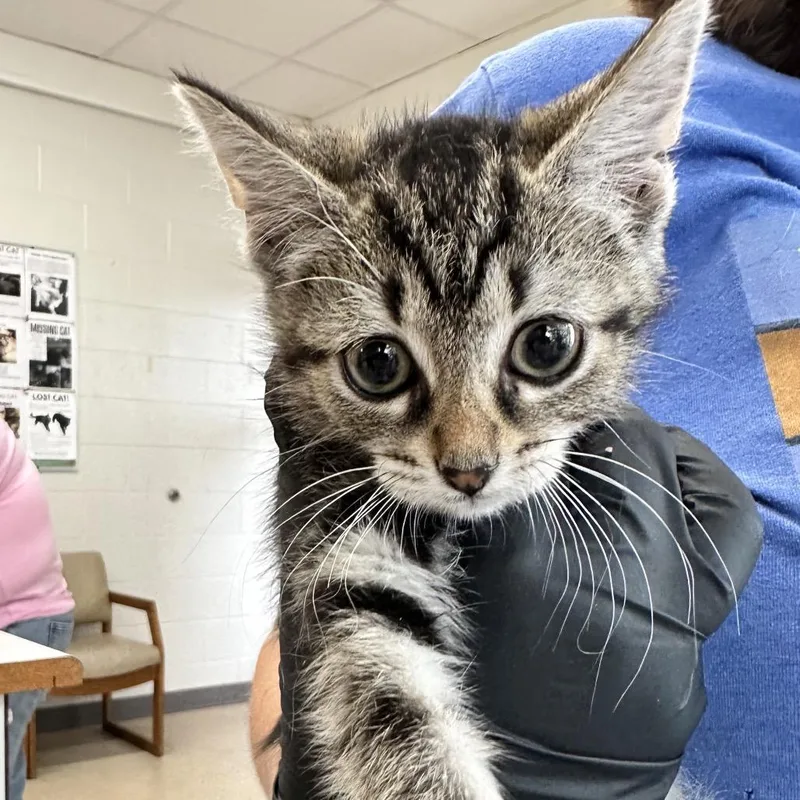 A baby small-sized female Brown / Chocolate Domestic Short Hair cat named Littlest Pet Shop for adoption in Evansville, IN