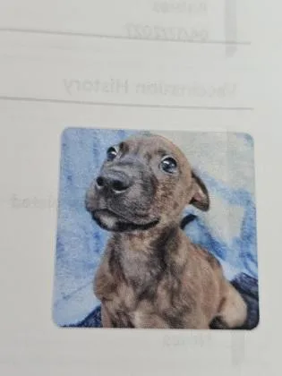 A young medium-sized male Mixed Breed dog named Pablo for adoption in Cincinnati, OH