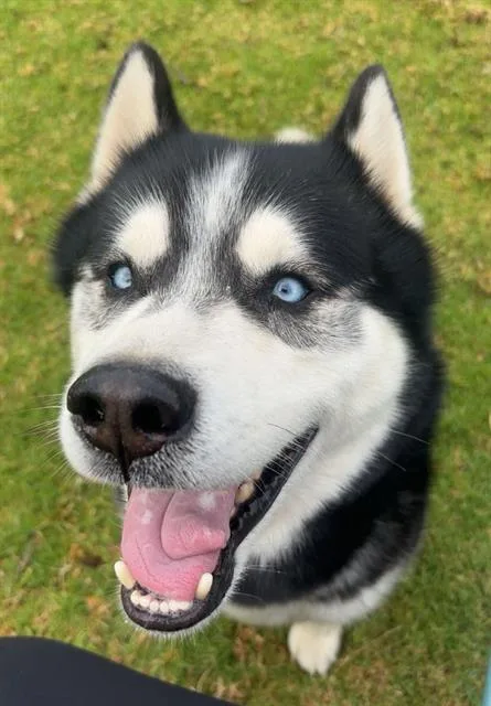 An adult large-sized male Siberian Husky dog named Fatboy for adoption in Camarillo, CA
