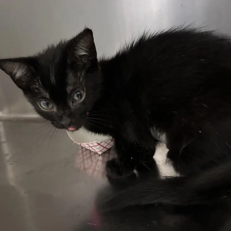 A baby small-sized female Black Domestic Short Hair cat named Monarch for adoption in Lakeland, FL