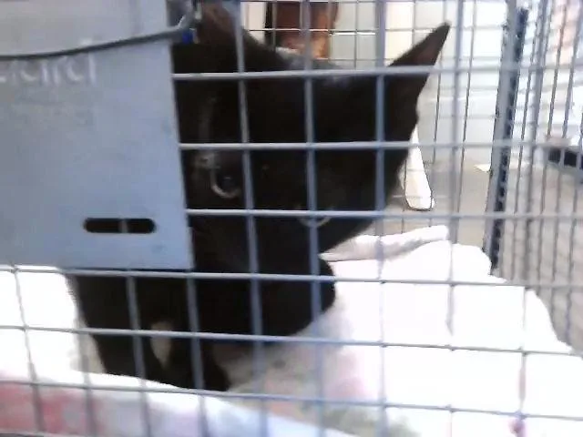 A young medium-sized female Domestic Short Hair cat named Freya for adoption in Tulsa, OK