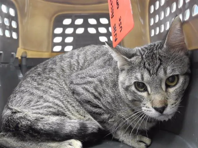 A young medium-sized male Domestic Short Hair cat named Derek for adoption in Omaha, NE