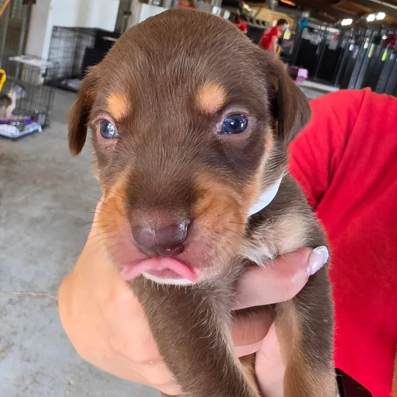 A baby medium-sized male Brown / Chocolate Mixed Breed dog named Gibson for adoption in Leander, TX