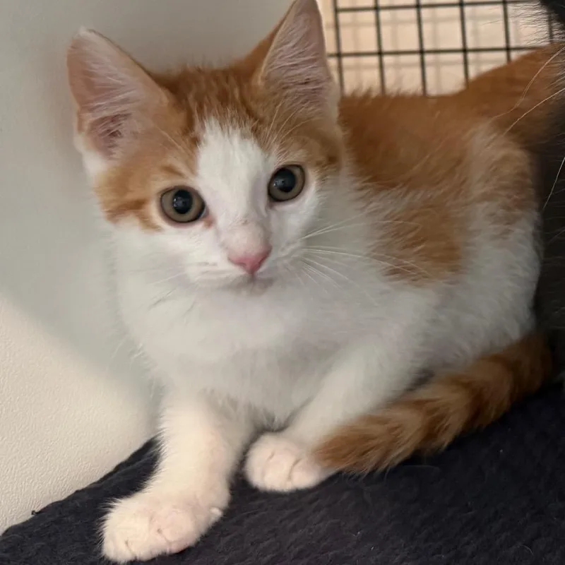 Trix is at Petsmart