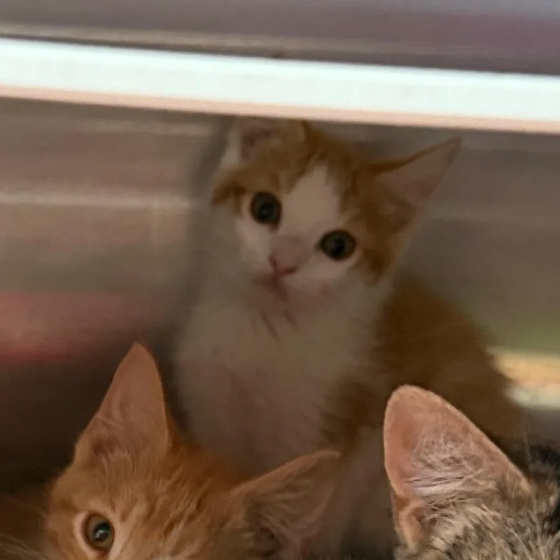 Trix is at Petsmart thumbnail 2