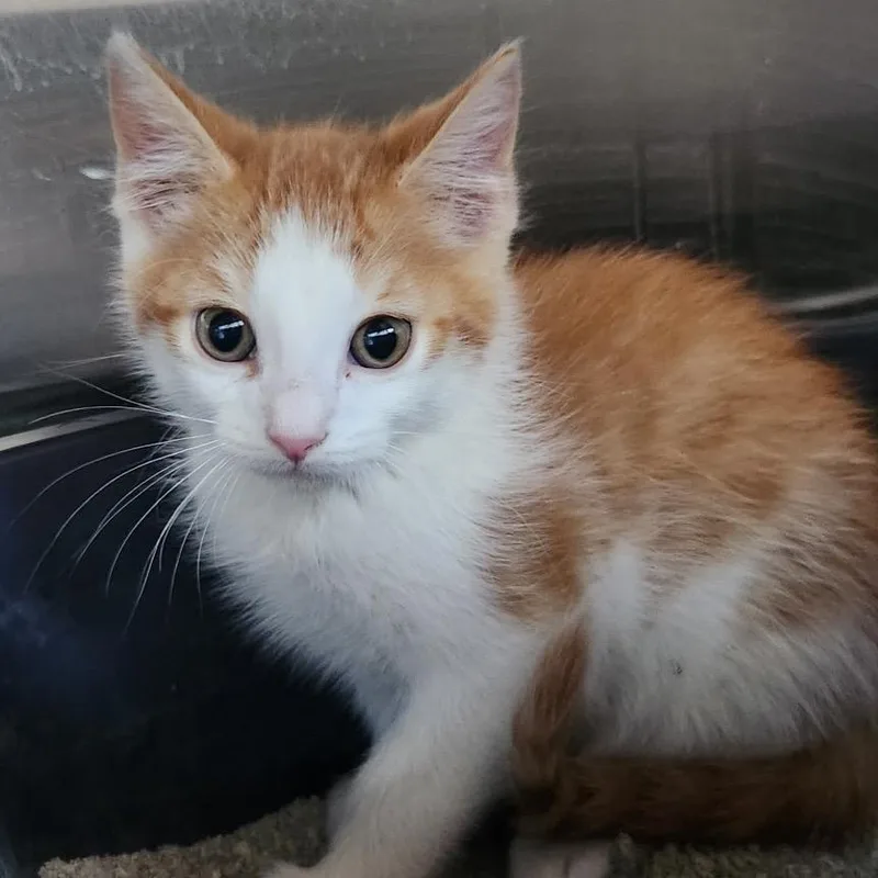 Trix is at Petsmart thumbnail 3